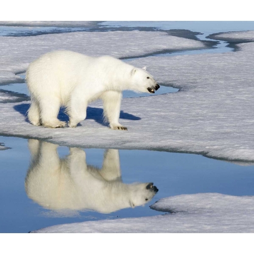 Norway, Svalbard Polar bear reflected in pool